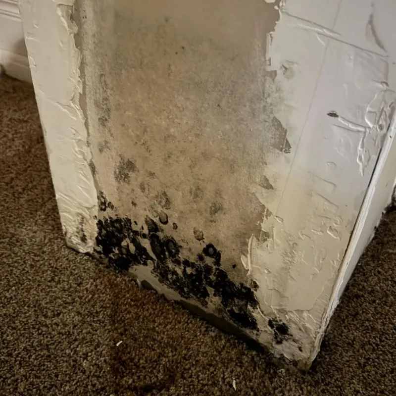 Professional Mold Removal in City of Industry, CA